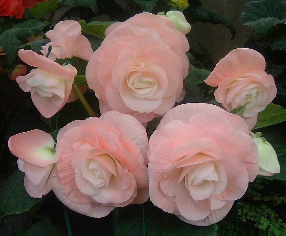 B. ‘Pink Cloud’